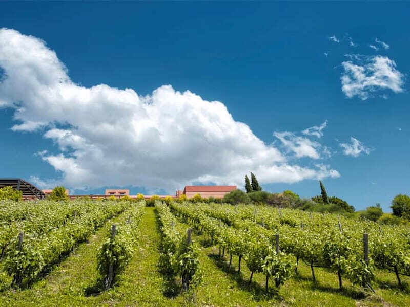 From Nafplio: Nemea, Wine Tasting Tour with Local Flavours