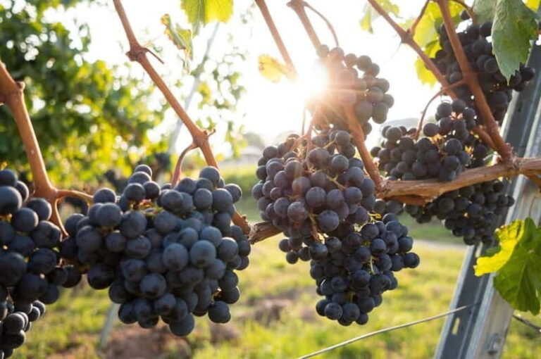 From Naples: Campania Wine Tour with Tasting and Lunch - Arriving at the Wineries