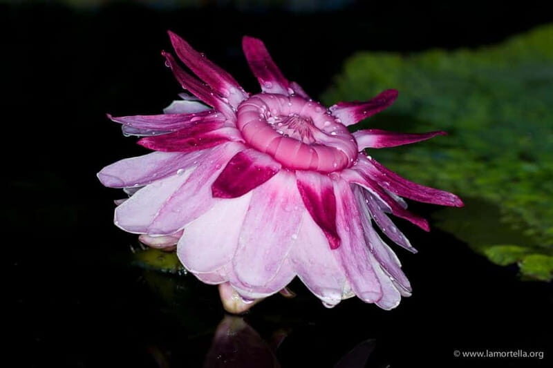 From Naples: Ischia, La Mortella Gardens Day Trip with lunch - What Makes This Tour Stand Out?
