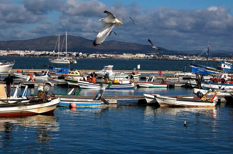 From Olhão: Ria Formosa & Culatra Island 3.5-Hour Boat Trip - Practical Details and What to Expect