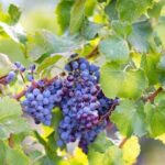 From Orosei: Archaeology, Wine Tasting & Landscapes Tour - In-Depth Look at the Tour