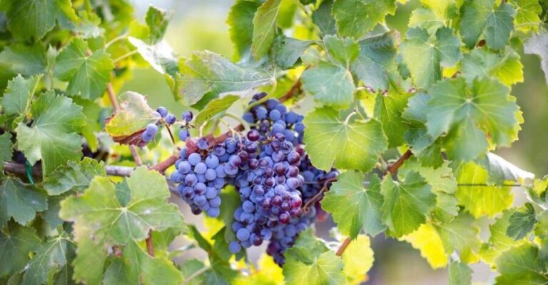 From Orosei: Archaeology, Wine Tasting & Landscapes Tour - In-Depth Look at the Tour