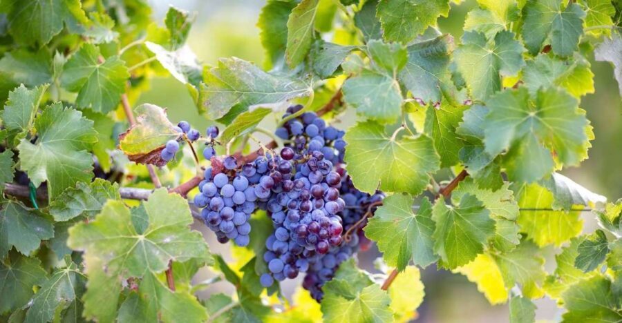 From Orosei: Archaeology, Wine Tasting & Landscapes Tour - In-Depth Look at the Tour