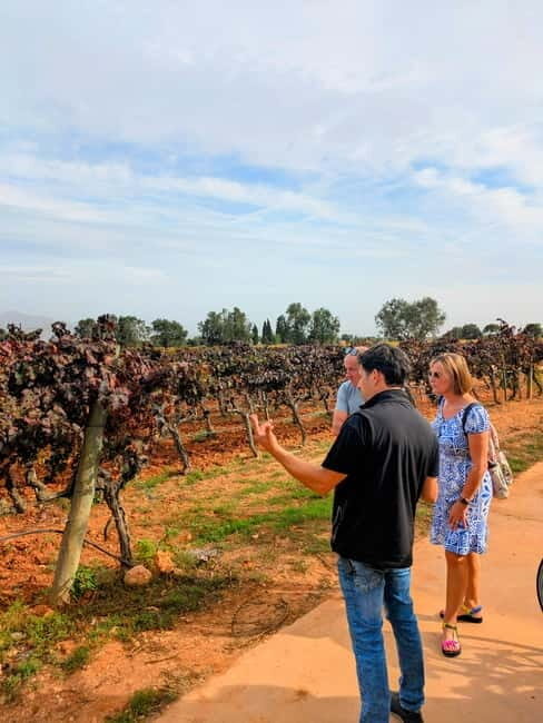 From Palma de Mallorca: Private Wine and Local Flavors Tour - The Tasting and Food Pairings