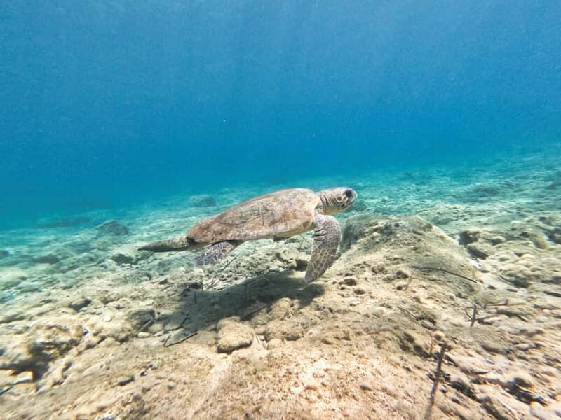 FROM PAPHOS: Snorkeling at Moulia Rocks (boat) - The Real Value of This Snorkeling Tour