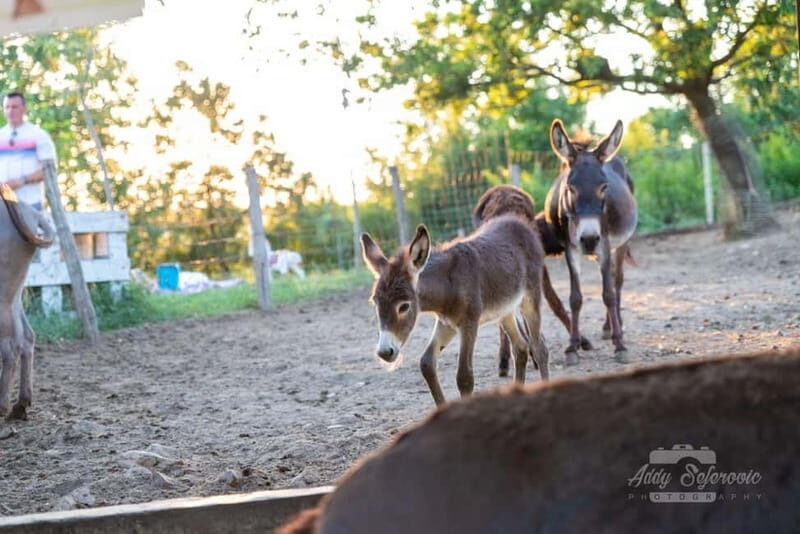From Podgorica: Donkey Farm Visit - Authenticity and the Experience’s Impact