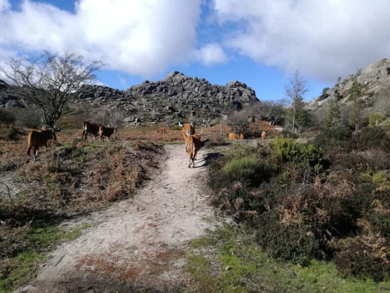 From Porto: Hike, Swim or just Explore Gerês National Park - Authentic Experiences and Small Group Dynamics