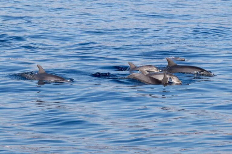 From Porto Rotondo: dinghy snorkeling tour with dolphin sighting - Itinerary Breakdown: What to Expect