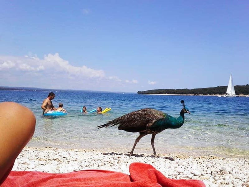 From Pula: Island Stop and National Park Day Cruise - A Deep Dive into the Experience