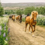 From Reykjavík: Icelandic Horse Riding Tour in Lava Fields - The Logistics: Duration, Group Size, and Accessibility