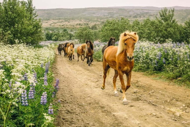 From Reykjavík: Icelandic Horse Riding Tour in Lava Fields - The Logistics: Duration, Group Size, and Accessibility