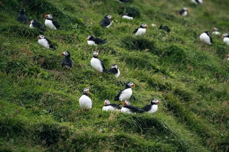 From Reykjavik: Vestmannaeyjar Islands Day Trip - Practical Details and Value