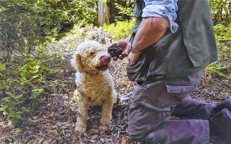 From Rome: Truffle Hunt and Wine Tasting in Umbria - The Journey from Rome