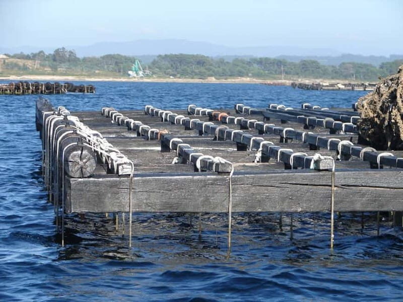From Santiago: Rías Baixas Tour with Boat & Albariño Wine - Who Will Love This Tour?