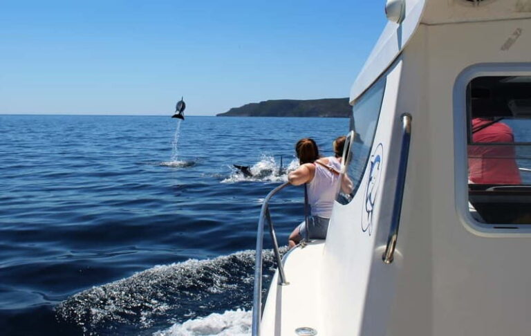 From Sesimbra: Arrábida Dolphin Watching Boat Tour - The Realities: Pros and Cons