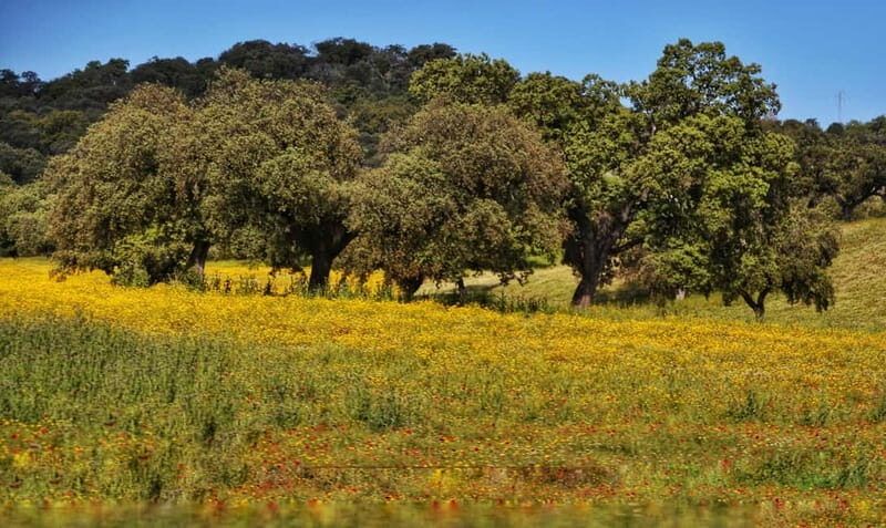 From Seville: Cerro del Hierro Private Hike with Picnic - Exploring Cerro del Hierro: A Landscape Like No Other