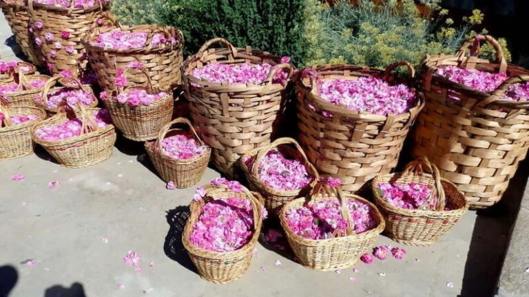 From Sofia: The Rose Valley & Koprivshtitsa 12 hrs Day Tour - The Practicalities: What Travelers Should Know