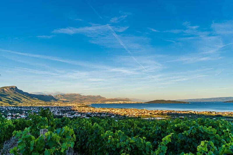 From Split: Vineyard Tour with Wine Tasting - Wine Tasting and Food Pairing