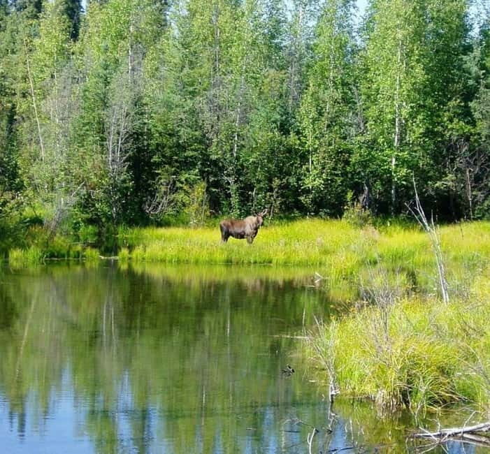 From Stockholm: Moose & Wildlife Safari with Campfire Dinner - The Value of This Safari