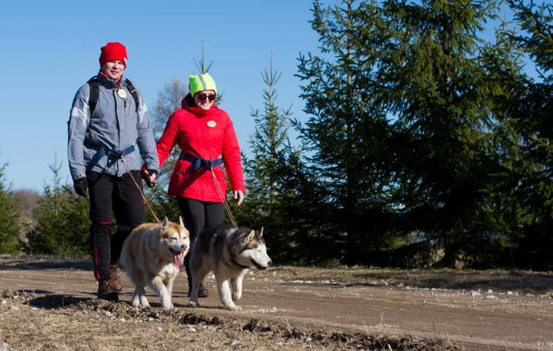 From Tallinn: Husky Park Tour with Cani-Cross Hike - Playing with the Huskies and Learning About Their Lives