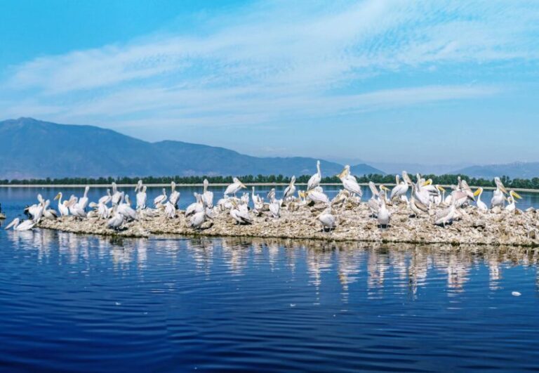 From Thessaloniki: Private Day Trip to Kerkini Lake - What’s Included & What’s Not