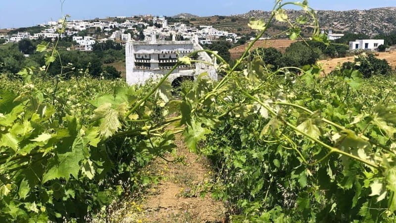 From Tinos: Stemnitsa Winery Tour with Tasting