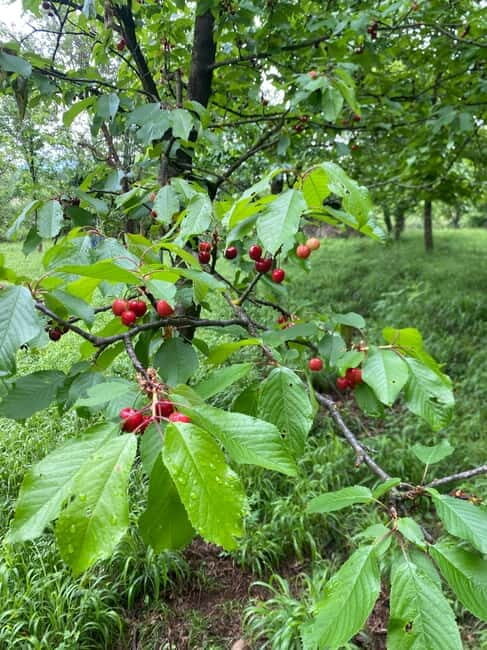 From Tirana/Durres: THINK GLOBAL, ACT AS A LOCAL - Itinerary Breakdown