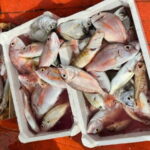 From Trapani: Egadi Islands Full-Day Fishing Trip with Lunch - Why This Tour Is Worth Considering