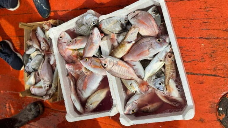 From Trapani: Egadi Islands Full-Day Fishing Trip with Lunch - Why This Tour Is Worth Considering