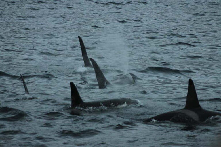 From Tromsø: All-Inclusive Whale & Orca Safari - Pricing & Value