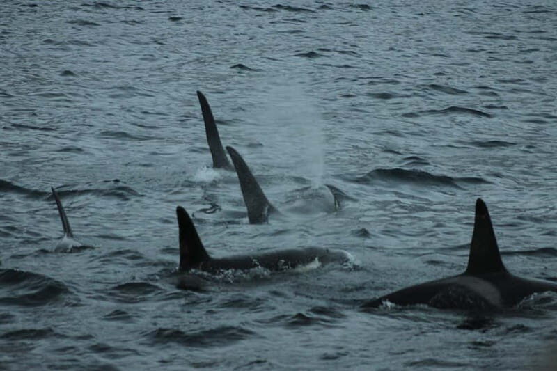 From Tromsø: All-Inclusive Whale & Orca Safari - Pricing & Value