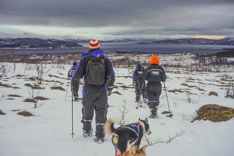 From Tromsø: Guided Husky Snowshoe Hike and Husky Camp Visit - What Reviewers Say: Real Insights