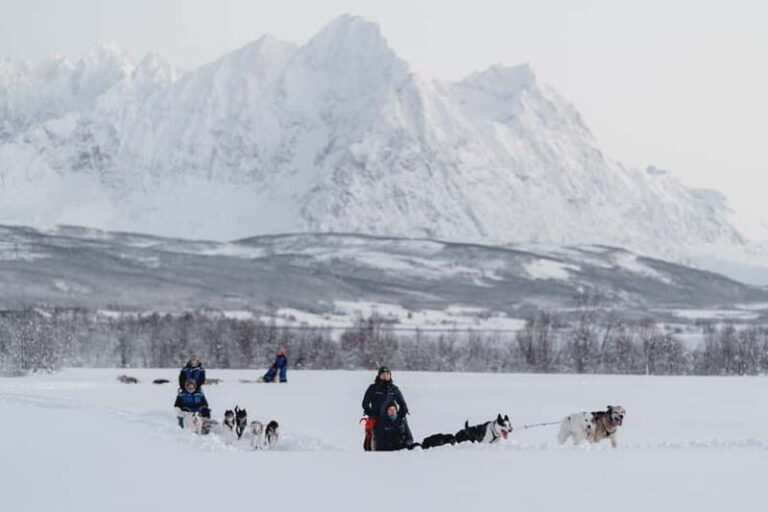 From Tromsø: Husky Experience with Self-Drive Dog Sled Ride - What to Expect: Practical Details and Considerations
