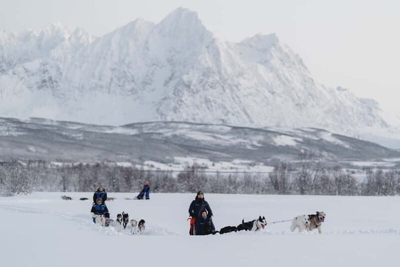 From Tromsø: Husky Experience with Self-Drive Dog Sled Ride - What to Expect: Practical Details and Considerations