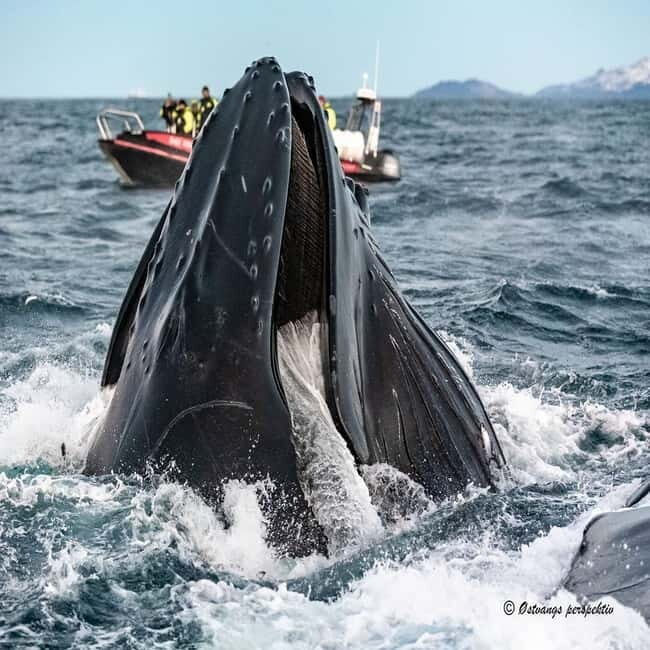 From Tromsø: Skjervoy Whale Watching RIB Boat Tour - Is it Worth the Cost?
