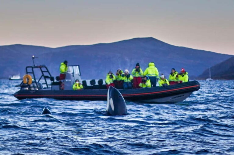 From Tromso: Whale Watching in Magic Skjervoy - The Value and Practical Aspects