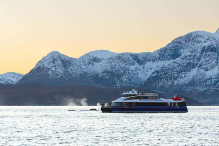 From Tromsø: Whale Watching Safari on High-Speed Catamaran - Who Will Love This Tour?