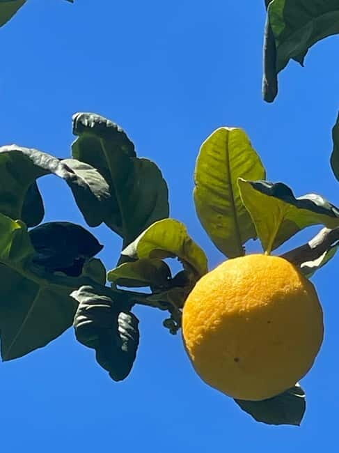 From Tropea: Tour Gallicianò, Pentedattilo & Bergamot