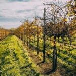 From Venice: Prosecco Wine Region Tour with 2 Tastings - Why This Tour Shines