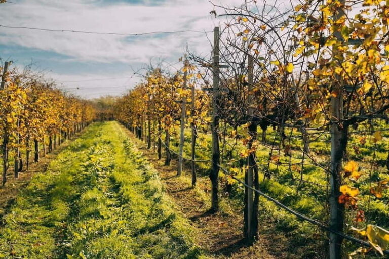 From Venice: Prosecco Wine Region Tour with 2 Tastings - Why This Tour Shines