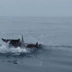 Fuengirola : 2 hours LUXURY Yacht Dolphin Trip DRINKS SNACKS - An In-Depth Look at the Experience