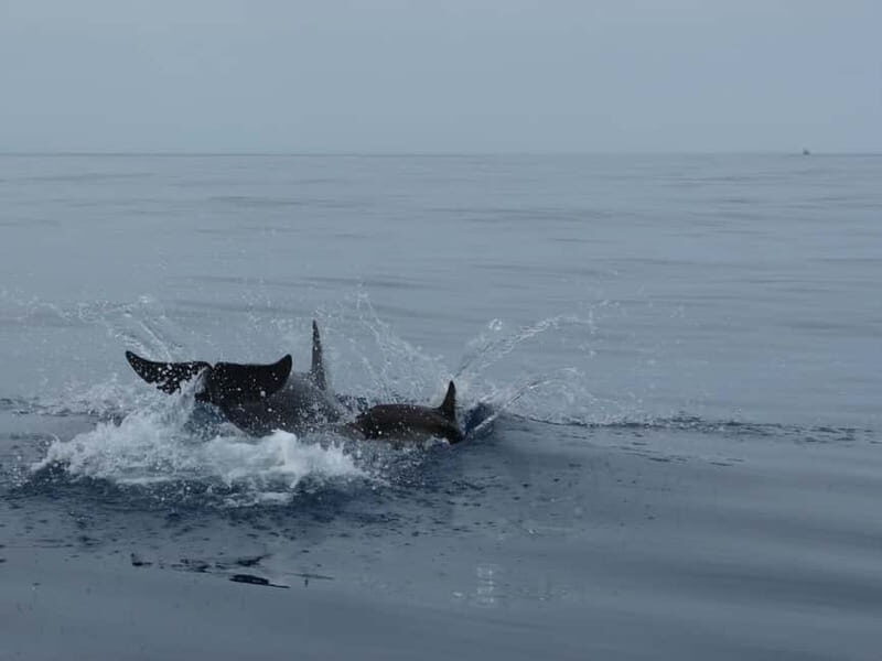 Fuengirola : 2 hours LUXURY Yacht Dolphin Trip DRINKS SNACKS - An In-Depth Look at the Experience