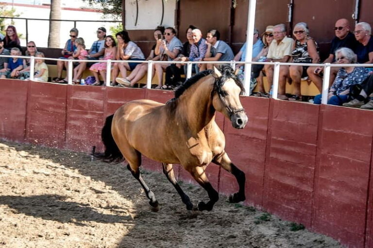 Fuengirola: Spanish Horse Show with Optional Dinner/Flamenco - Practical Tips for Visitors