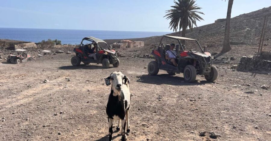 Fuerteventura : 2 hours Buggy Tour in Punta de Jandía - Who Will Love This Tour?