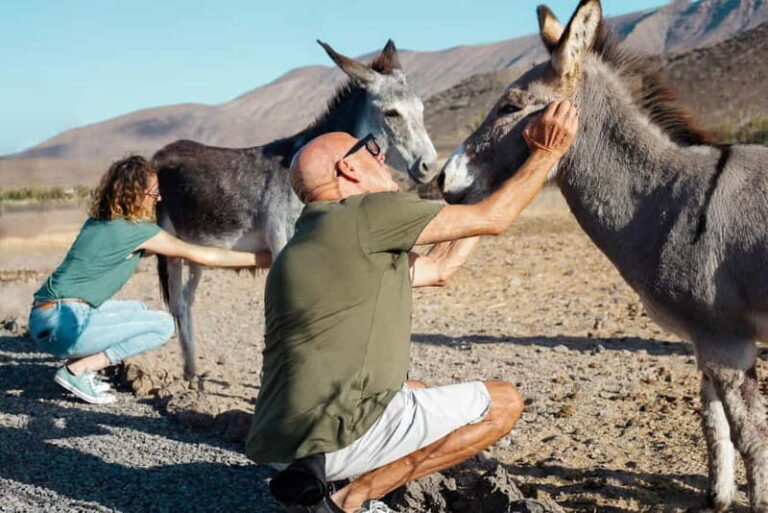 Fuerteventura Aloe & Olivo Tour with Optional Lunch - The Practical Stuff: What to Expect