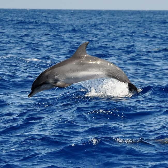Fuerteventura: Catamarán navegación a vela y delfines. - Why This Tour Stands Out