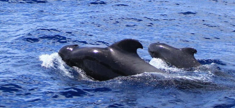 Fuerteventura: Dolphin watching and Lobo Island Combo Cruise - Practical Tips for Your Trip