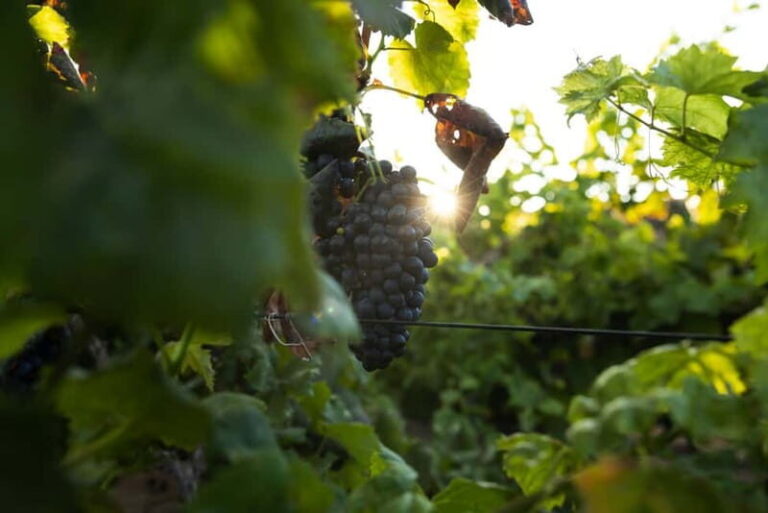 Fuerteventura: Tour & tasting at Conatvs Winery - Practical Details and What to Expect