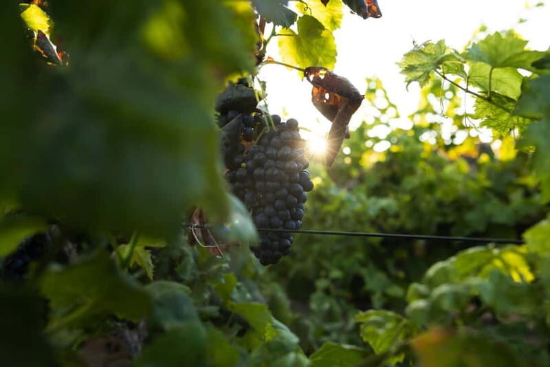 Fuerteventura: Tour & tasting at Conatvs Winery - Practical Details and What to Expect