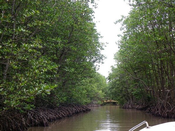 Full-day Can Gio Eco Escape And Wildlife Discovery - Key Points  